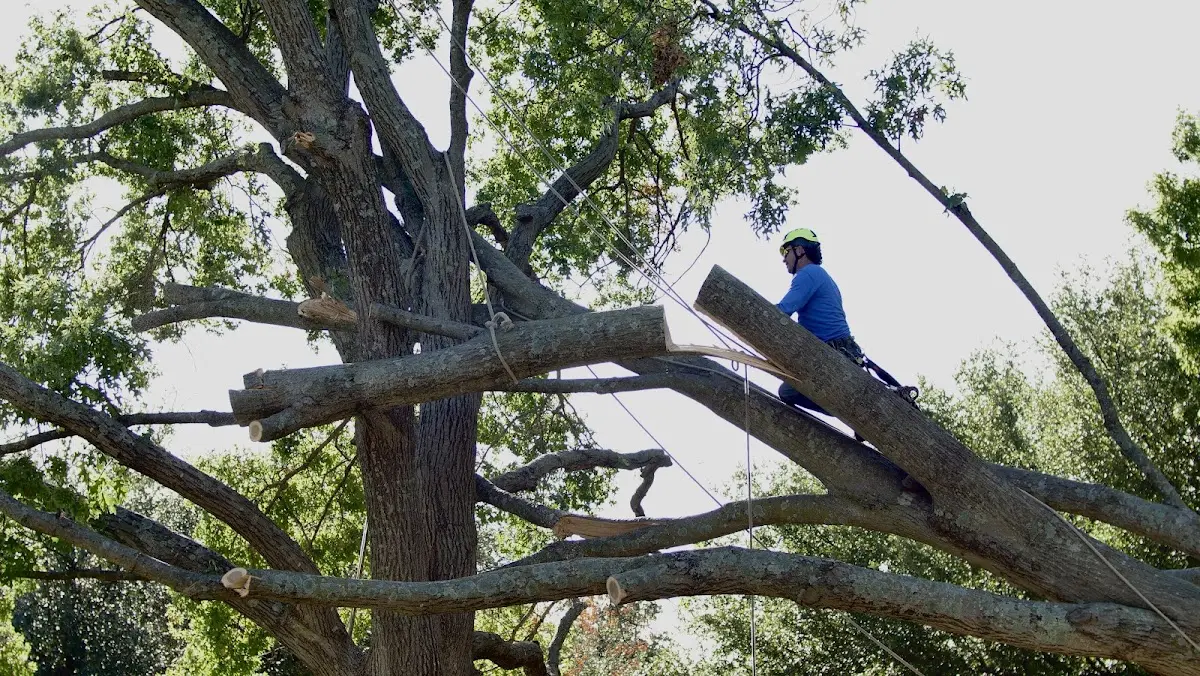 Professional Crown Thinning performed by certified arborists in Chugiak